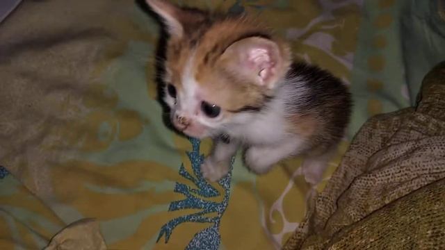 Пушиндра котенок найдёныш месячного возраста смотреть онлайн