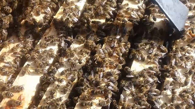 Украинская степная рулит. Работы перед постановкой корпуса. 8.4.2018г. смотреть онлайн