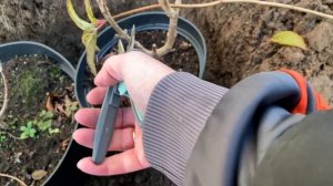 Как сохранить только что купленные гортензии до весны?