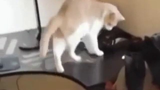 Как отучить кота лазать по столу? смотреть онлайн