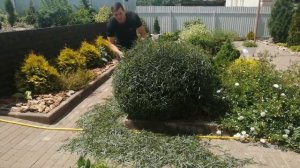 СТРИЖЁМ ИВУ ПУРПУРНУЮ "НАНА" !!!