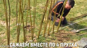 Живая изгородь из ивы своими руками (разрастётся или нет)