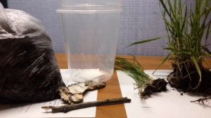 Как содержать виноградных улиток