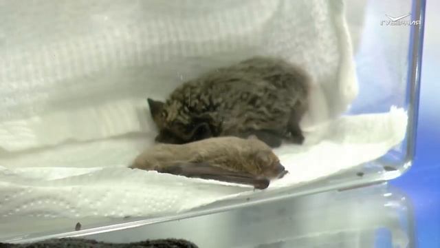 Сколько яиц можно съедать в неделю. Утро губернии смотреть онлайн