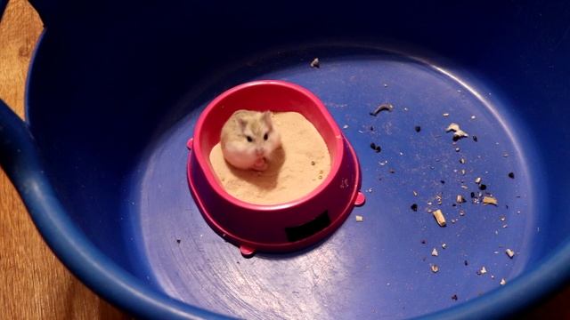 ВСЕ О ХОМЯЧКАХ РОБОРОВСКОГО (УХОД, СОДЕРЖАНИЕ, РАЦИОН ПИТАНИЯ) смотреть онлайн