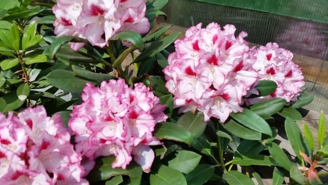 Цветение рододендронов, г.Курган, сайт ФИАЛКИН = http://www.fialkin.ru/ смотреть онлайн