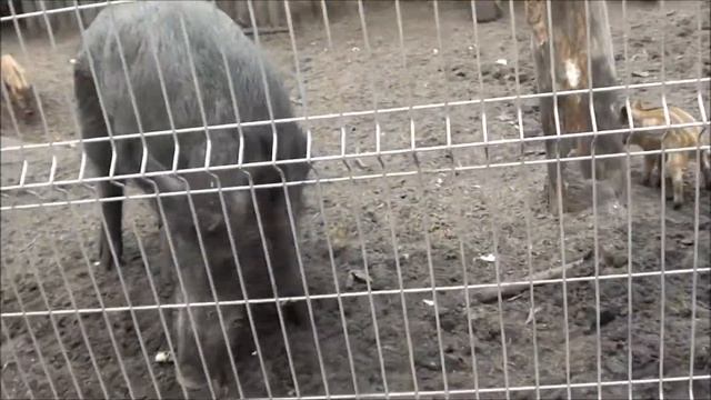 Кормим животных Бизон,Кабаны и др смотреть онлайн