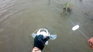 Сомы на перемёт.