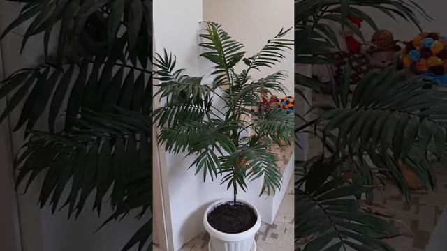 Хамедорея смотреть онлайн
