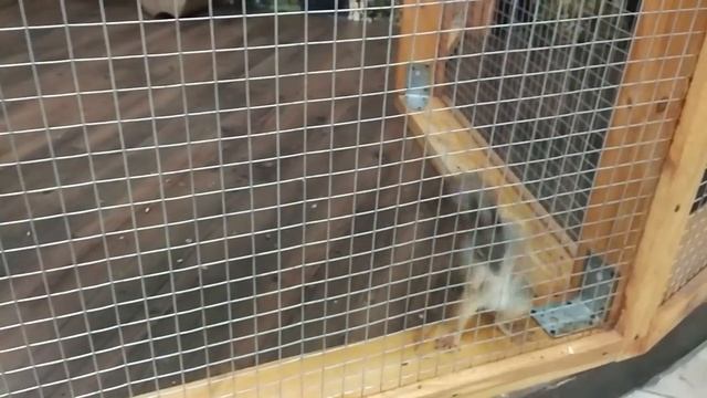 Бешеная белка. Crazy squirrel смотреть онлайн