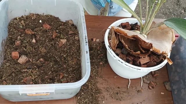 Платицериум. Часть 2. Три ?варианта посадки!