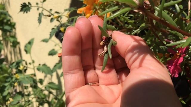 Ландшафтные искушения