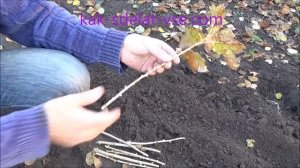 Размножение смородины черенками осенью.