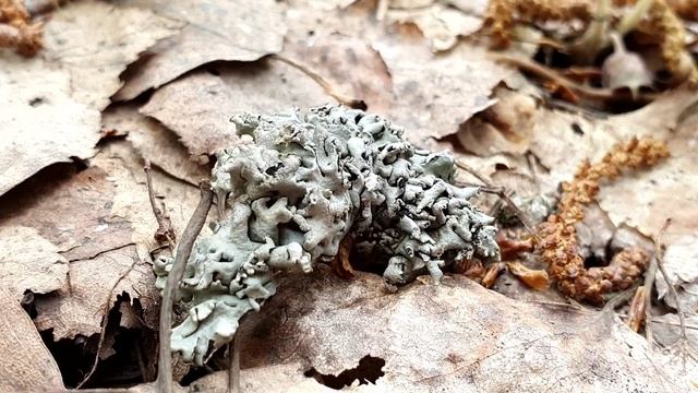 Волоконница и козляк смотреть онлайн