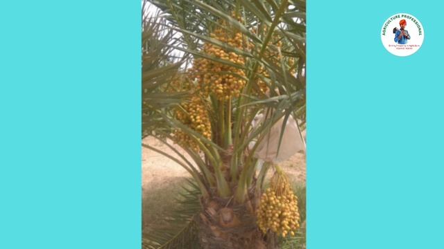 देश में खजूर की प्रमुख किस्में और उनकी विशेषताएँ/ Varieties of Date Palm and their characteristics смотреть онлайн