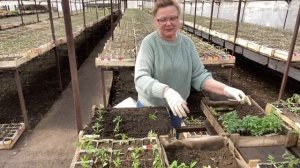 Рассада томатов из ящиков дает больший урожай , чем из стаканов.