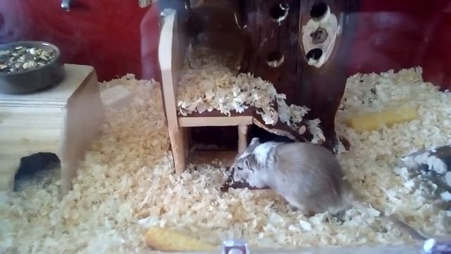 Агути и Птица смотреть онлайн