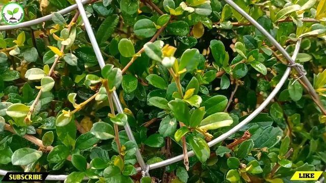 Carmona topiary || Carmona bonsai || Genius Plant Master || смотреть онлайн