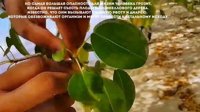 Чем самое ядовитое дерево в мире опасно для человека? смотреть онлайн