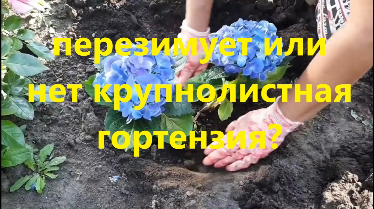 Как зимует крупнолистная гортензия в условиях средней полосы? Делюсь своим опытом. смотреть онлайн