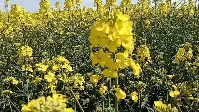 Рапсовый ? мёд и его полезности. Как "нутелла",но полезнее. смотреть онлайн