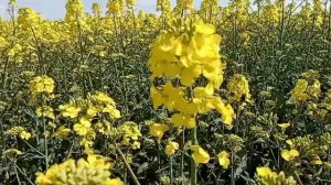 Рапсовый ? мёд и его полезности. Как "нутелла",но полезнее.