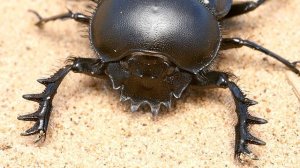 Жук скарабей - интересные факты