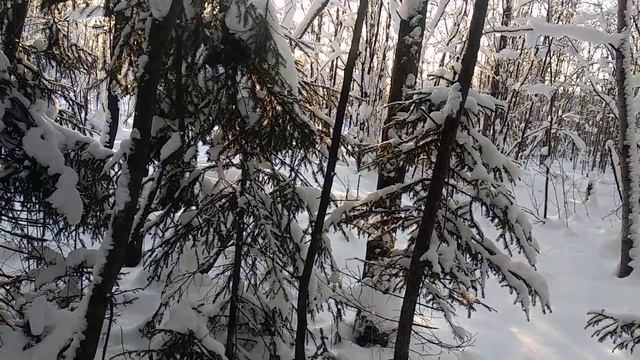 Спасение медвежонка смотреть онлайн