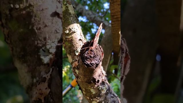 ВЫ ВИДЕЛИ КАК КАКАЕТ БАБОЧКА АДМИРАЛ?????СМОТРИТЕ!!!!!!! смотреть онлайн