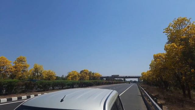 Tabebuia Argentea смотреть онлайн