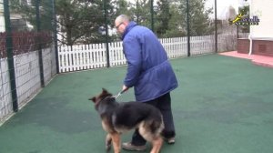 Дрессировка щенка овчарки, движение рядом, строгий ошейник