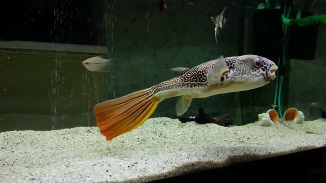 Тетрадон Мбу и Фахака Tetraodon Mbu