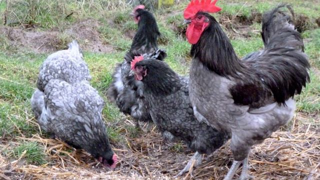 Jersey Giant Chickens | Dual Purpose Heavyweights смотреть онлайн