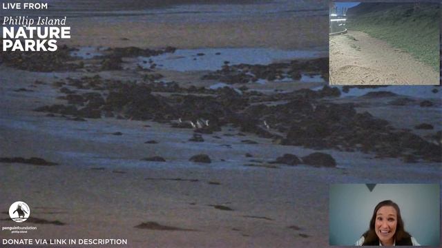 Live Penguin TV - Friday 18th September - Goose Gate! смотреть онлайн
