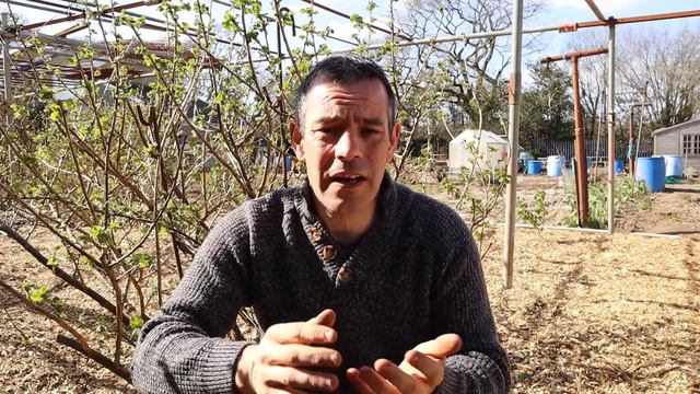 Pandemic Proof Your Food: Grow Potatoes at Home смотреть онлайн