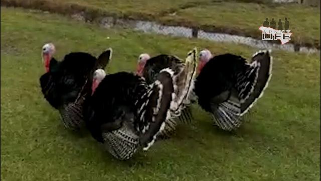 Самое интересное видео, снятое утром 1 января в Абхазии смотреть онлайн