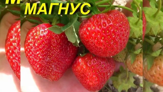 Лучшие сорта Клубники-Земляники в 2020г www.розовое-дерево.рф смотреть онлайн