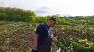 Обрезка взрослых кустов ежевики весной. Пригород Воронежа.