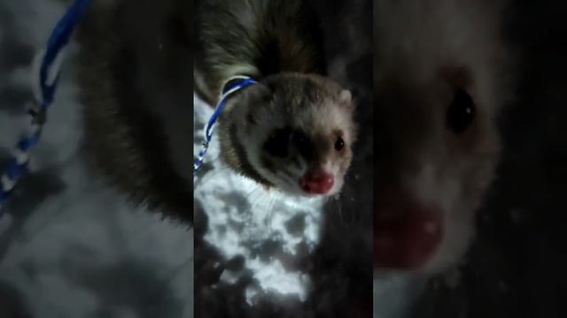 хорёк зимой смотреть онлайн