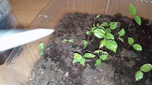 Как вырастить виноград из косточки.