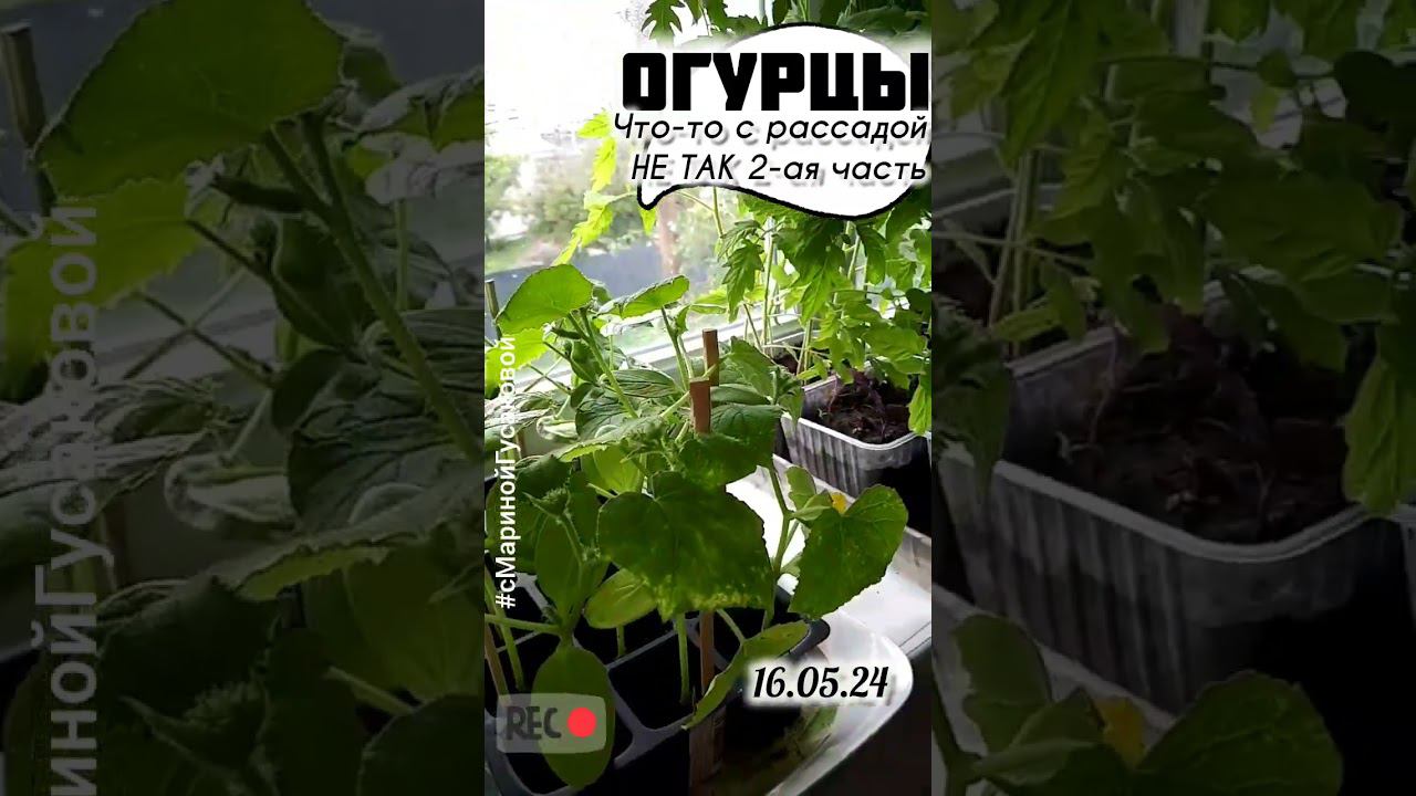 ОГУРЦЫ заболели или напал ПАУТИННЫЙ КЛЕЩ? Что делать - опрыскать и подкормить | с Мариной Гусаковой смотреть онлайн