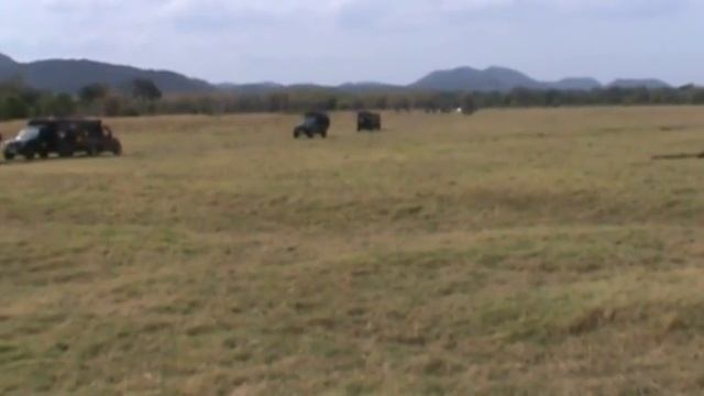 Minneriya National Park / Minneriya Safari смотреть онлайн