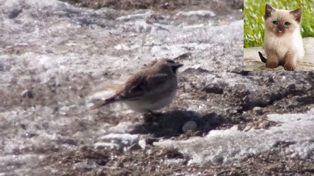 Рогатый жаворонок - Eremophila alpestris смотреть онлайн