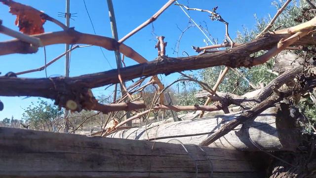 ASMA NASIL BUDANIR? ASMA BUDAMANIN PÜF NOKTALARI NELERDİR? ÜZÜM ASMASI BUDAMA YÖNTEM VE TEKNİKLERİ💥 смотреть онлайн