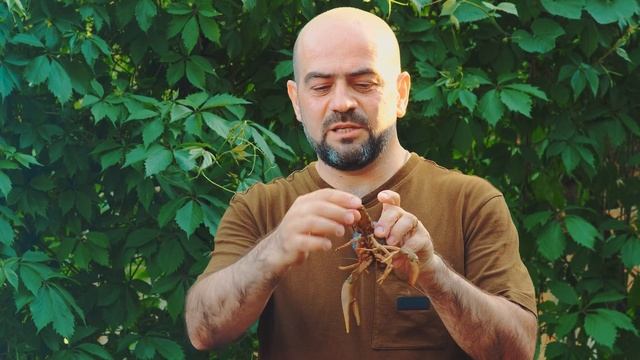 РАКИ самый вкусный рецепт готовит Мито смотреть онлайн