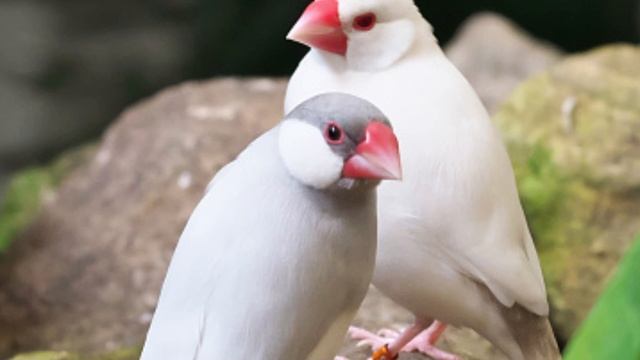 java birds information May 2023 |جاوا فینچ مکمل معلومات |جاوا کا مستقبل کیا ہو گا | смотреть онлайн