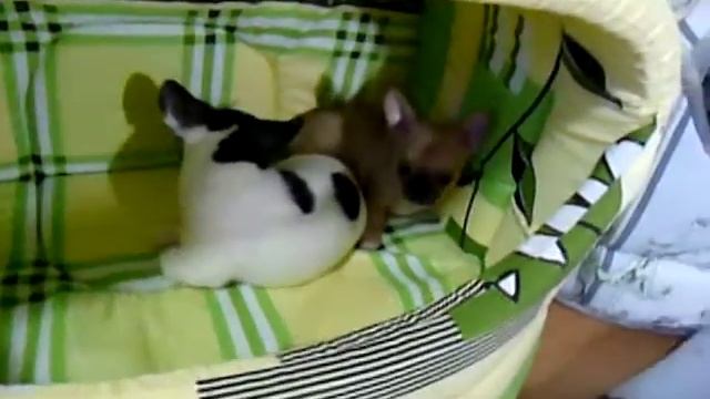 Щенки чихуахуа - МИНИ И СТАНДАРТ смотреть онлайн