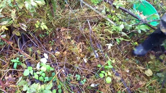 Собираем опята. Осень 2017. За грибами в октябре смотреть онлайн