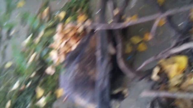 Бешеная енотовидная собака. смотреть онлайн