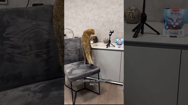 Пушистый влог🐈 смотреть онлайн